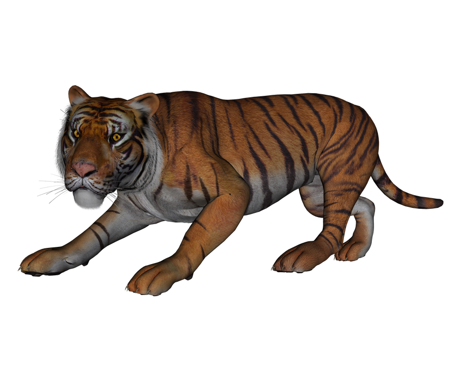 How to See Google 3D AR Animals : Watch Tiger In Bedroom 